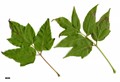 SpeciesSub: subsp. interius SpeciesSub: subsp. interius
